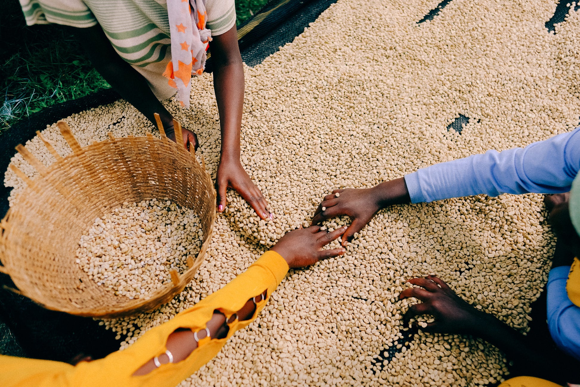 Adorsi Washed, Ethiopia Yirgacheffe - Apothecary Roasting