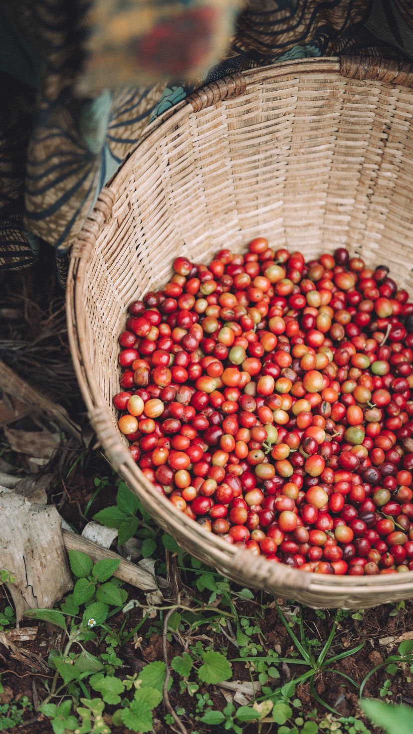 Cerro Miraflores, Colombia (250gm) - Apothecary Roasting